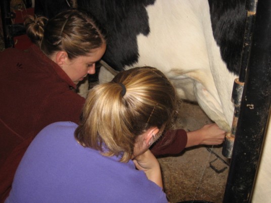 Amanda milking a cow