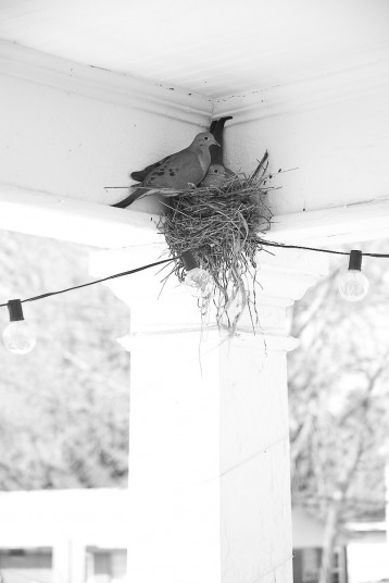I came home to Eli and morning doves nesting on our deck. Both of these things made me incredibly happy. 