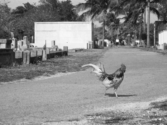 There are ferrell roosters and hens all over Key West. 