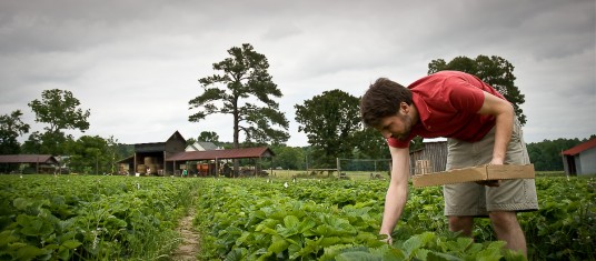 Eli Picking Strawberries.  